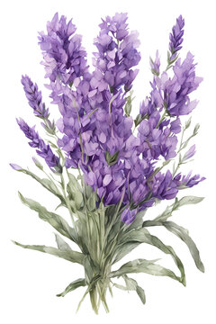 Lavender Flower Bouquet. Watercolor floral illustration