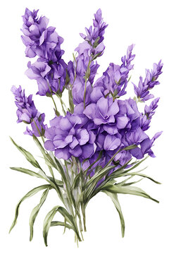 Lavender Flower Bouquet. Watercolor floral illustration