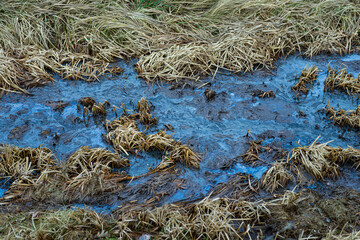 Oil pollution in the water, environmental catastrophe