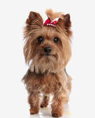 beautiful yorkshire terrier puppy with red bow looking forward and stepping