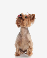 greedy little yorkshire terrier looking up and sticking out tongue