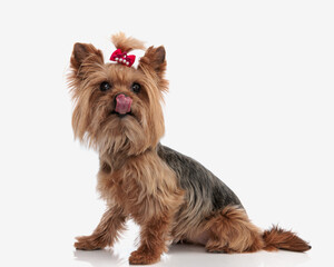 greedy little yorkshire terrier dog sticking out tongue and licking nose