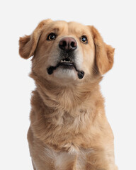 curious golden retriever dog looking up and sitting on white background