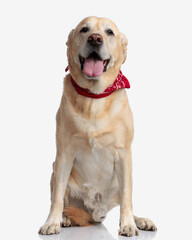 adorable golden retriever puppy with red bandana panting with tongue out