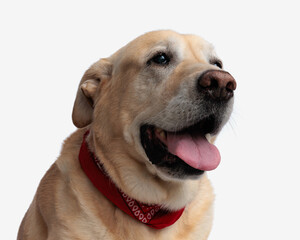adorable golden retriever dog with red bandana looking away and panting