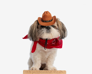 cute shih tzu dog with cowboy hat and red bandana sitting