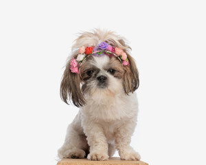 cute little shih tzu dog with flowers headband sitting and looking down