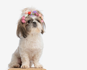 sweet small shih tzu female puppy wearing colorful flowers headband