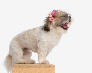 side view of sleepy shih tzu dog with flowers headband yawning