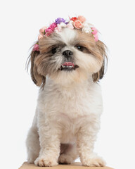 adorable cute shih tzu puppy with flowers headband sticking out tongue