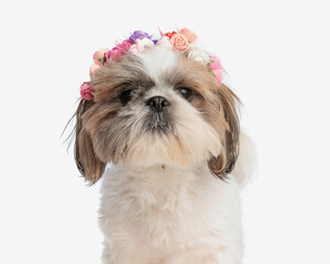 portrait of sweet little shih tzu dog with colorful flowers headband looking up