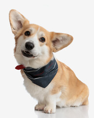 cute welsh corgi wearing collar and bandana sitting