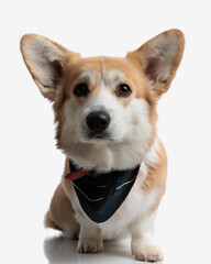 cut seated corgi puppy wearing black bandana