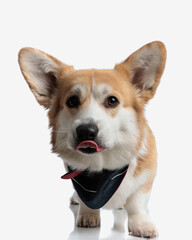 adorable corgi puppy licking its nose while stepping