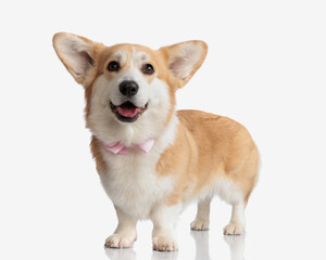 gentleman corgi puppy standing and panting