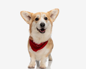 cute and happy corgi puppy wearing a red scarf