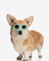 adorable corgi wearing flowers sunglasses