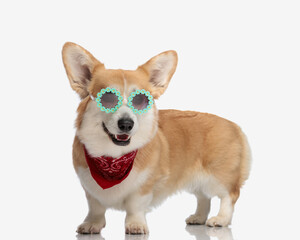 cute corgi puppy wearing sunglasses and red scarf
