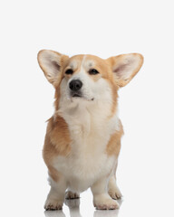 suspicious corgi puppy looking to side