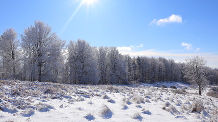 Obraz premium snow covered trees