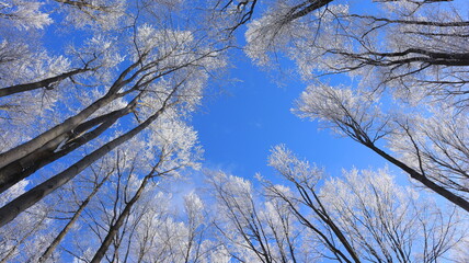 branches against sky