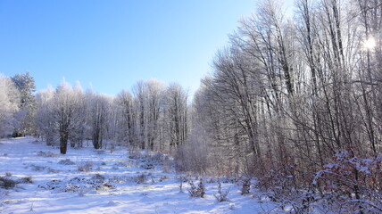 winter forest in the snow