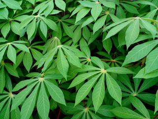 green leaves background