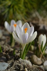 Fototapeta premium Spring blooming Crocus tommasinianus 'Pieta'