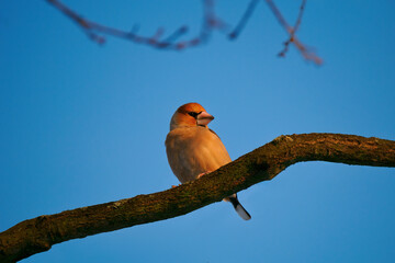  grosbeak sits on a tree branch against a blue sky