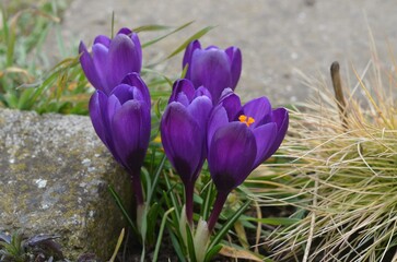 Spring blooming Crocus vernus 'Paulus Potter'