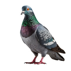 pigeon png 