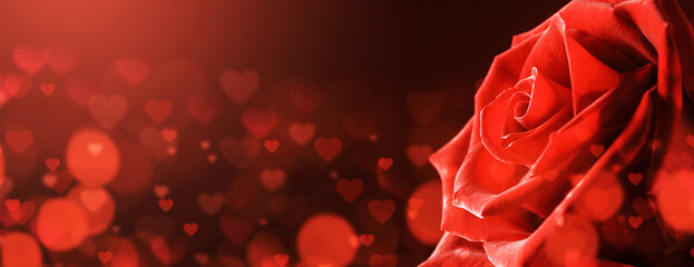 Love and romance background with red rose