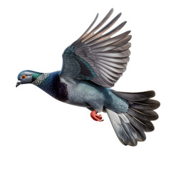 Fototapeta premium pigeon png 