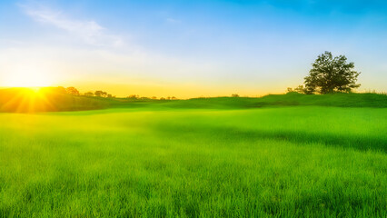 Obraz premium Sunset over green field landscape. Beautiful natural agricultural in the summertime 37.