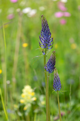 Macrophotographie de fleur sauvage - Raiponce en épi - Phyteuma spicatum