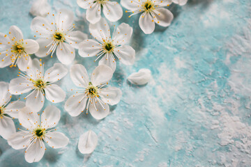 White and blue background with apple tree flowers
