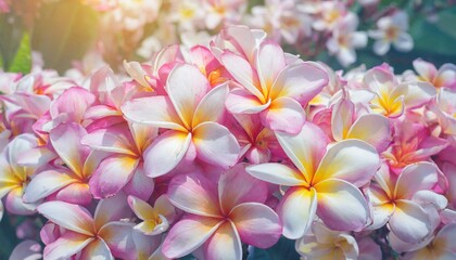 soft sweet pink flower background from plumeria frangipani flowers