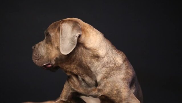 Close up of beautiful dog Cane Corso in black studio
