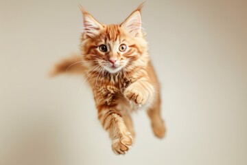 Funny red American Longhair cat flying jumping and looking at camera