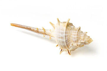Seashells and shells on white background