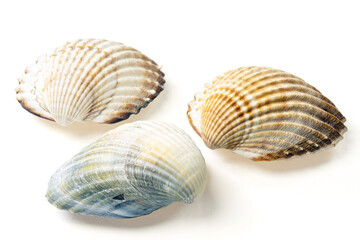 Seashells and shells on white background