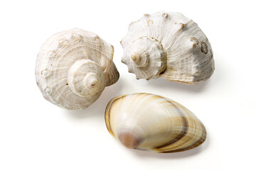 Seashells and shells on white background