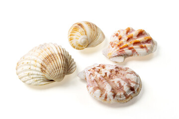 Seashells and shells on white background