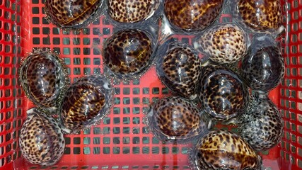 A basket of fresh, spotted seashells with visible cling wrap, possibly for decorative purposes or culinary use