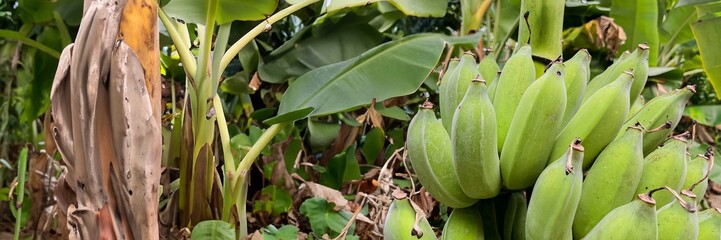 A cluster of unripe bananas hanging on a tree with lush green foliage in the background