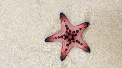 A vibrant red and black starfish lies on a sandy beach, symbolizing marine life and coastal...