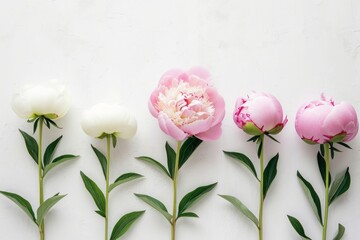 Peonies on a pastel background
