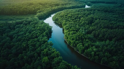  an aerial view of a river in the middle of a forest with lots of trees on both sides of the river and the sun shining through the trees on the other side of the river.