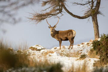 deer in the mountains