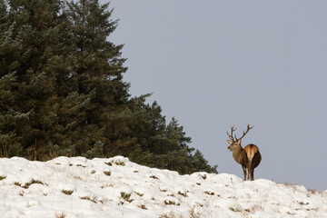 Red deer in snowy forest landscape